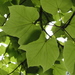 Chinese Parasol Tree - Photo (c) Peter Zika, some rights reserved (CC BY-NC), uploaded by Peter Zika