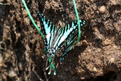 Graphium policenes