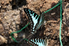 Graphium policenes