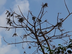 Lannea coromandelica