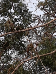 Lannea coromandelica