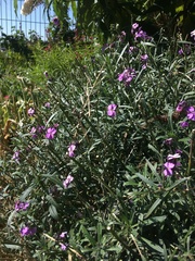 Erysimum linifolium