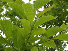 Magnolia sieboldii