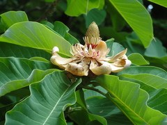 Magnolia obovata