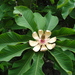 Magnolia obovata - Photo (c) Peter Zika, algunos derechos reservados (CC BY-NC), subido por Peter Zika