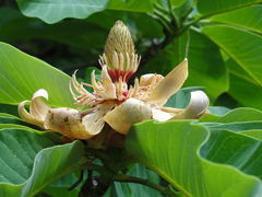 Magnolia obovata