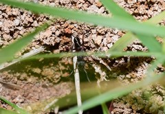 Rhytidoponera victoriae