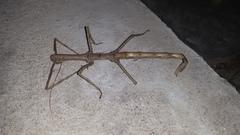 Cladomorphus phyllinus