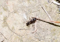 Rhytidoponera victoriae