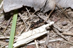 Rhytidoponera victoriae