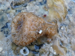 Boltenia villosa