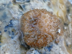 Boltenia villosa