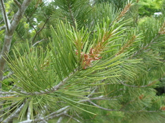Pinus bungeana