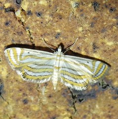 Parapoynx villidalis