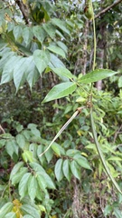 Centrosema macrocarpum