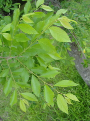 Ulmus davidiana