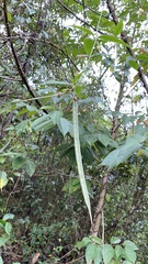 Centrosema macrocarpum