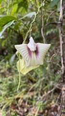 Centrosema macrocarpum