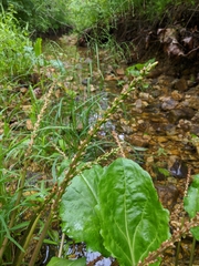 Plantago cordata