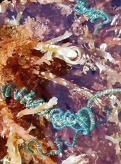 Chaetomorpha spiralis