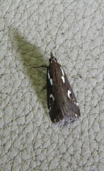 Perimeceta niphotypa