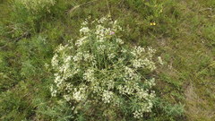 Saposhnikovia divaricata
