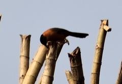 Heterophasia capistrata