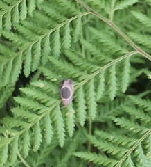 Hoplomorpha abalienella