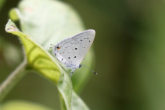 Eicochrysops hippocrates