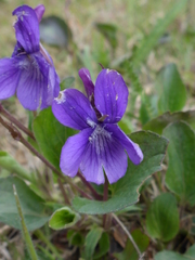 Viola adunca adunca