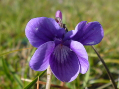 Viola adunca adunca