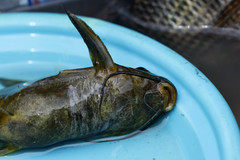 Synodontis afrofischeri