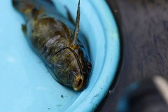 Synodontis afrofischeri