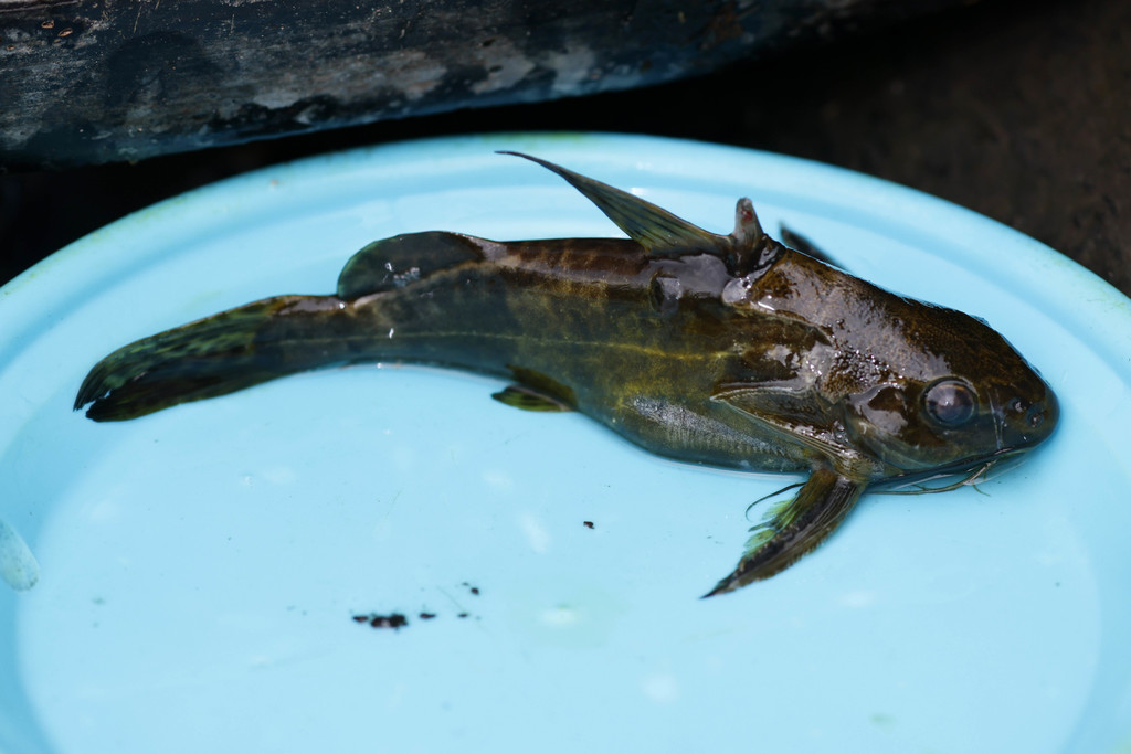 Fischers schraapmeerval (Synodontis afrofischeri) — Mochokidae
