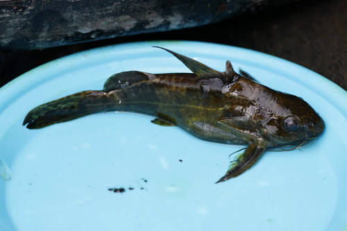 Fischer's victoria squeaker (Synodontis afrofischeri) — Mochokidae