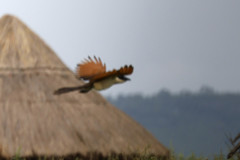 Centropus superciliosus