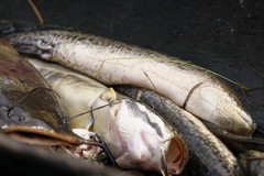 Protopterus aethiopicus