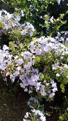 Plumbago auriculata