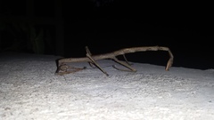 Cladomorphus phyllinus