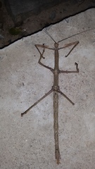 Cladomorphus phyllinus