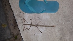 Cladomorphus phyllinus