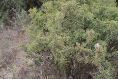 Flueggea verrucosa