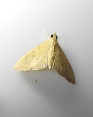 Hyalobathra crenulata
