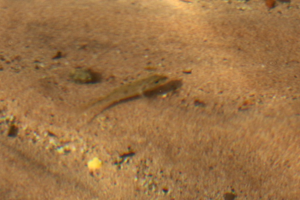 Rainbow cichlid (Callochromis pleurospilus) — Cichlidae