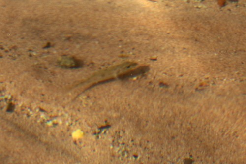 Callochromis pleurospilus
