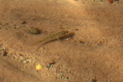 Callochromis pleurospilus