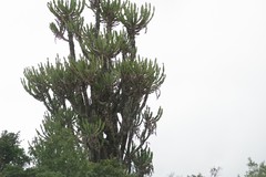Euphorbia triangularis