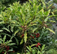 Ardisia crenata