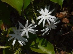 Jasminum malabaricum