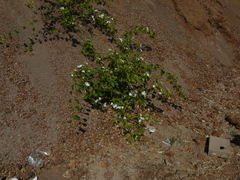 Jasminum malabaricum